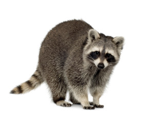 raccoon control canada